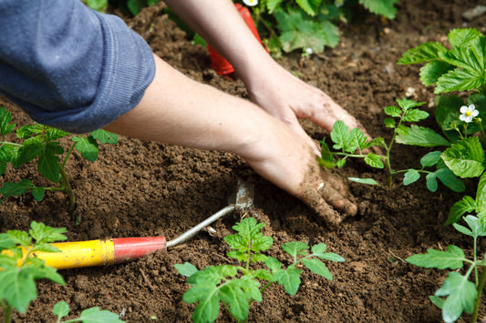 Cultiver son potager