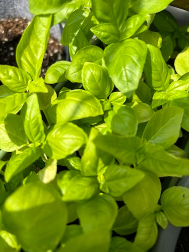 Cultiver son jardin d'aromates