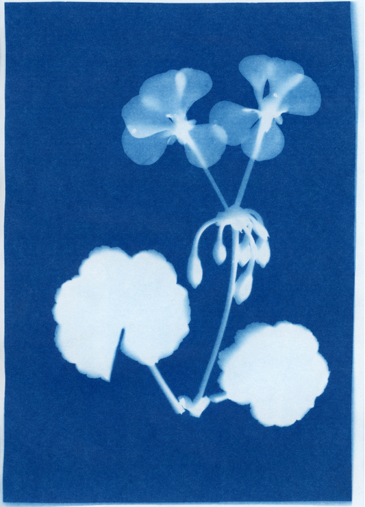 Découvrez le cyanotype avec notre boîte "Ombres et lumières"
