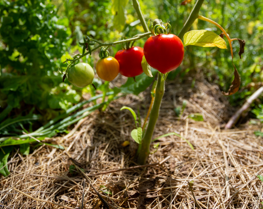 Que faire en été au potager?