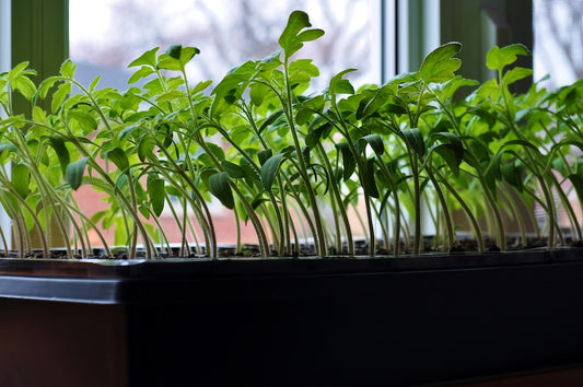 Comment les plantes s'orientent-elles vers la lumière ?