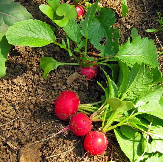 Radis au potager