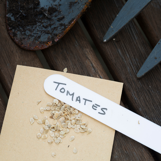 Récolte de semences de tomates