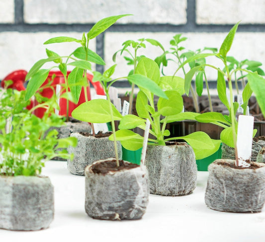 Que semer en avril au potager?