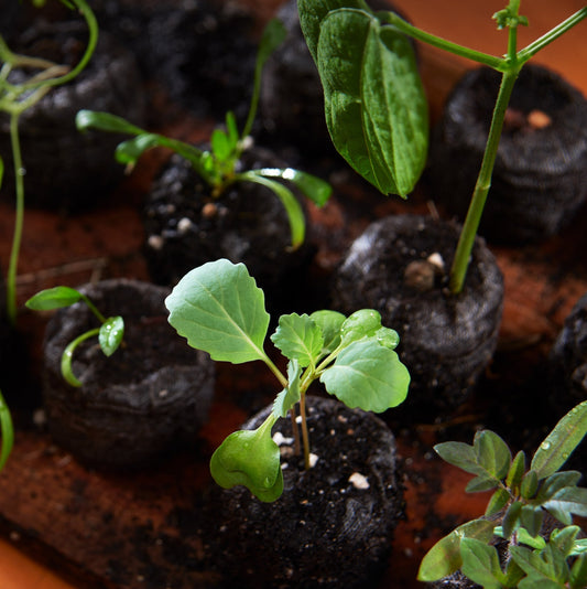 Que faire en mars au potager au Québec? On sème!