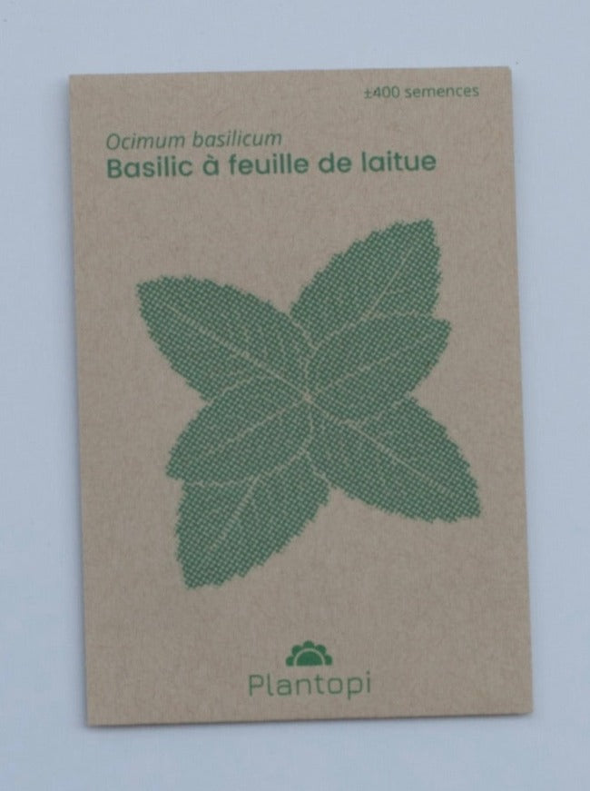Basilic á feuille de laitue