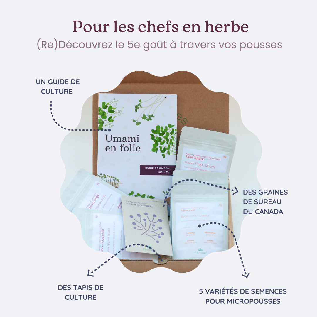 Boite a planter - Umami en folie