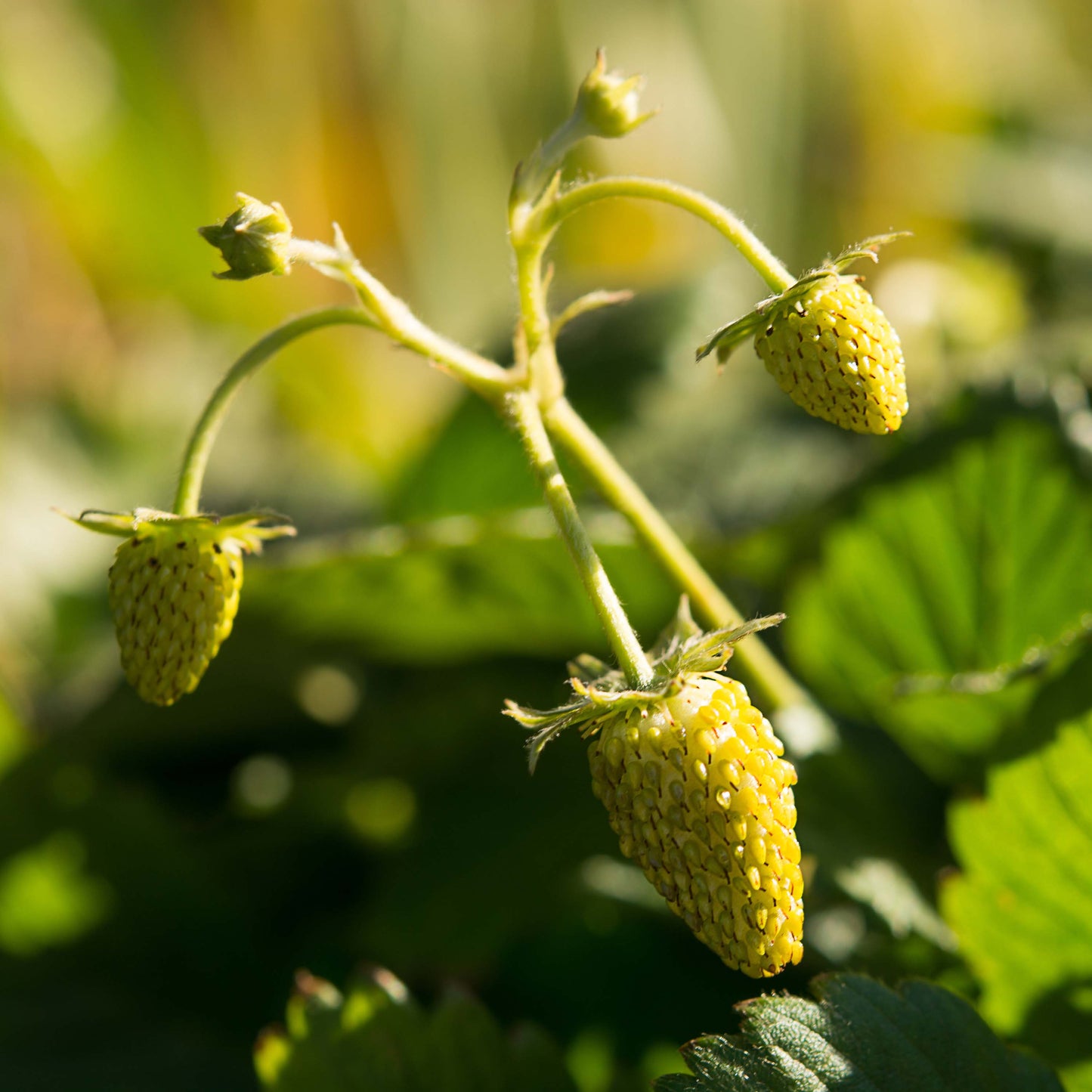 Plant de fraisier alpin yellow wonder