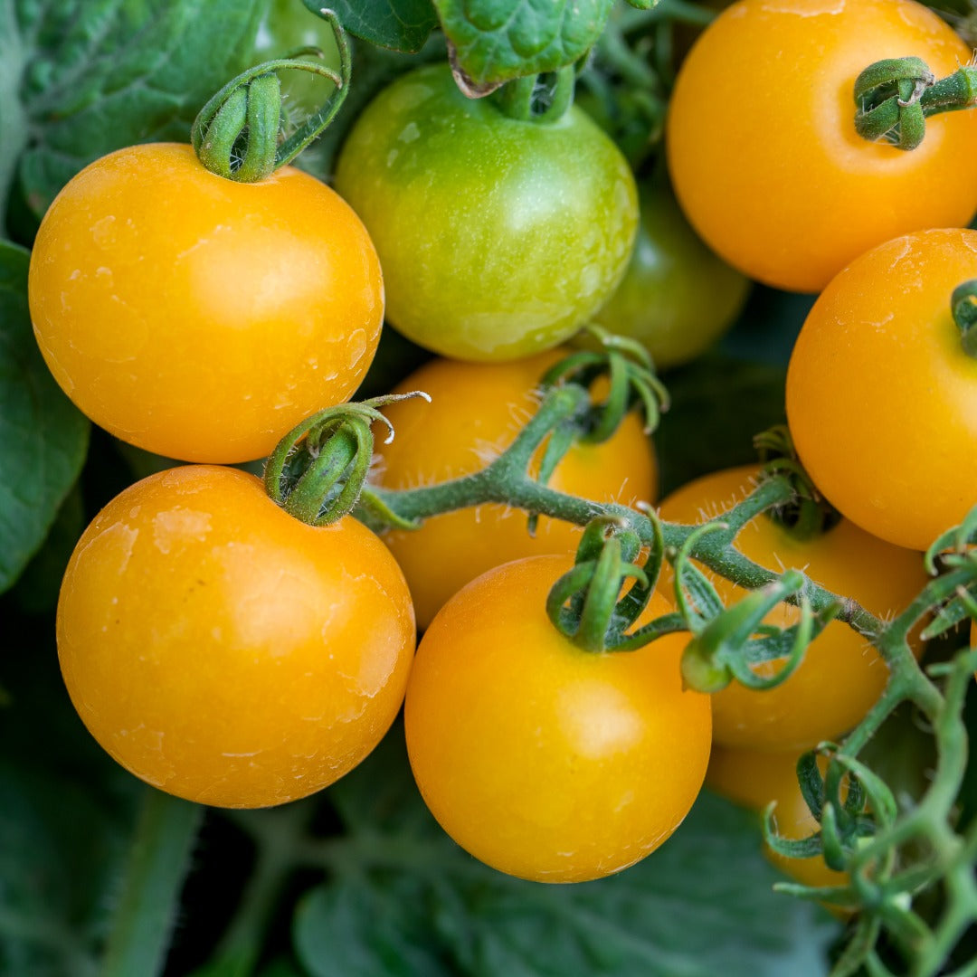Plant de tomates Gold Nugget