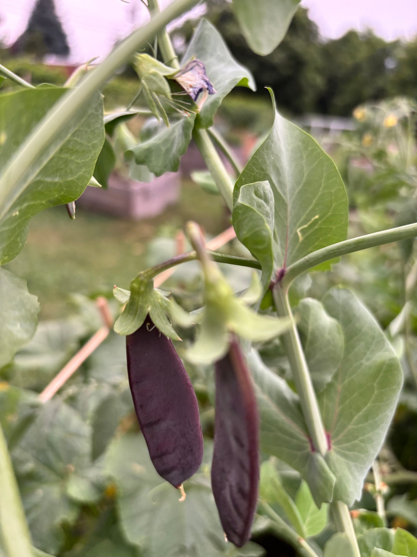Pois mange-tout grimpant Purple Mist