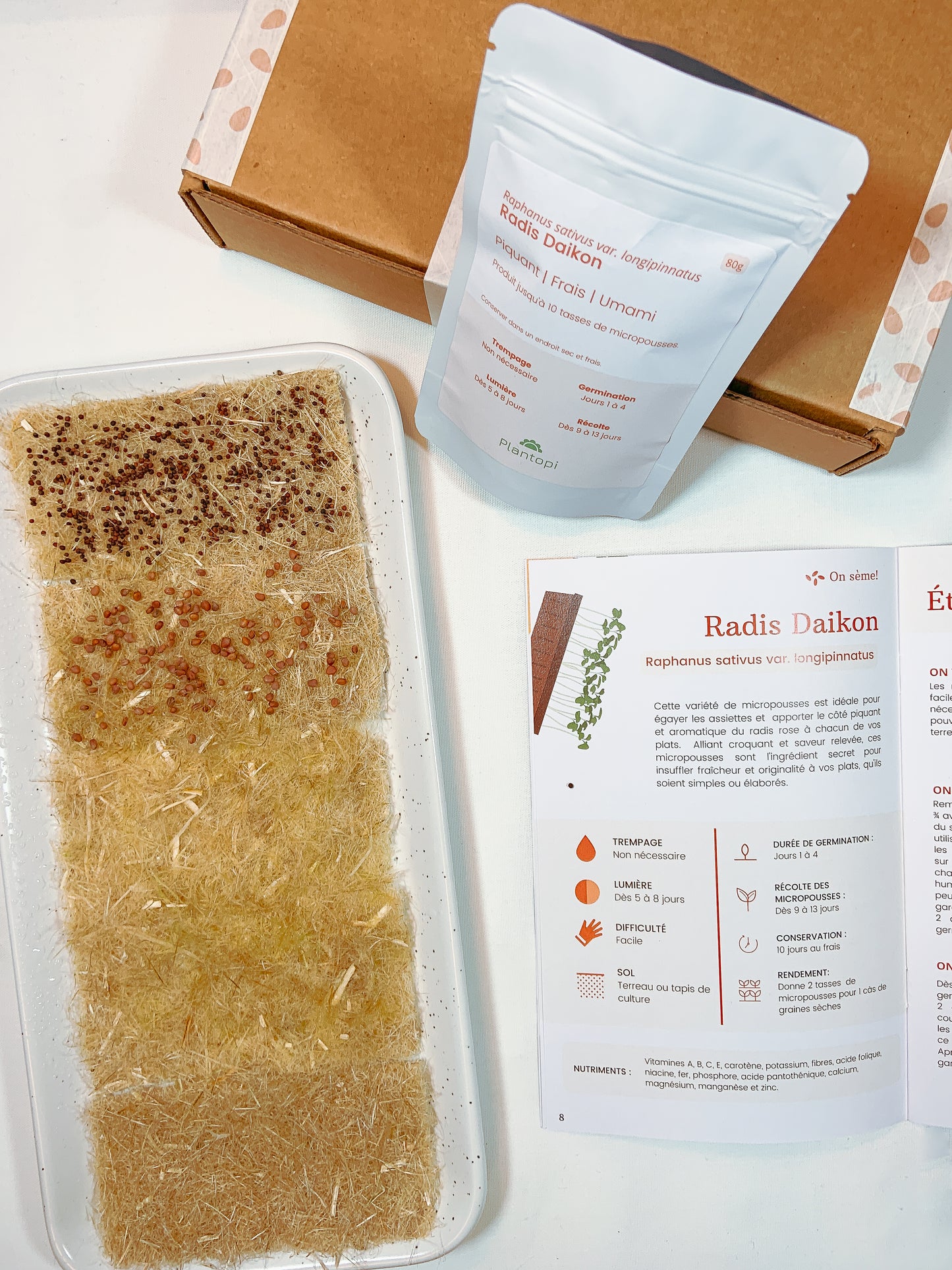Coffret de culture de micropousses "Umami en folie"