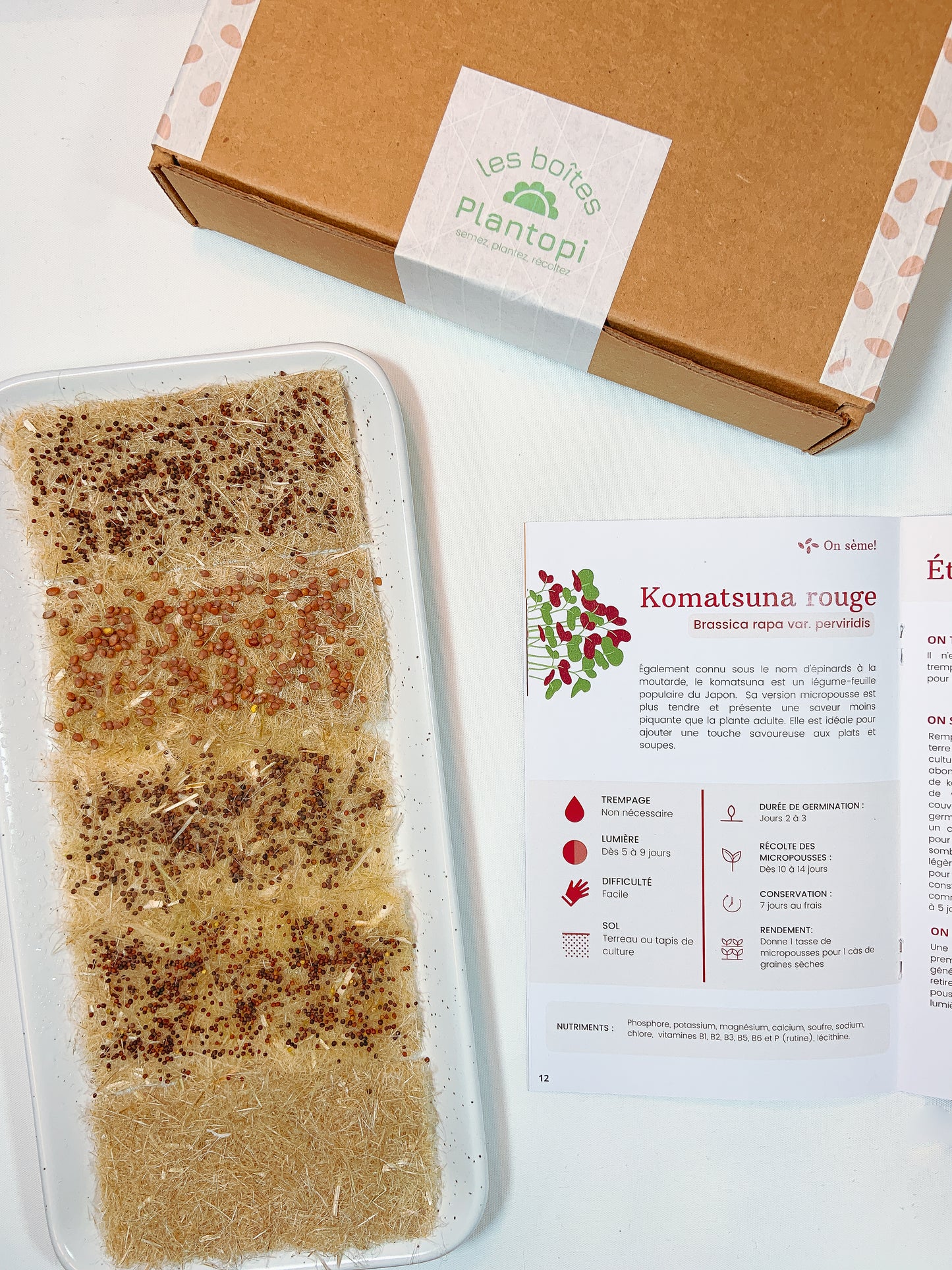 Contenu du coffret "Umami en folie", Komatsuna micropousses