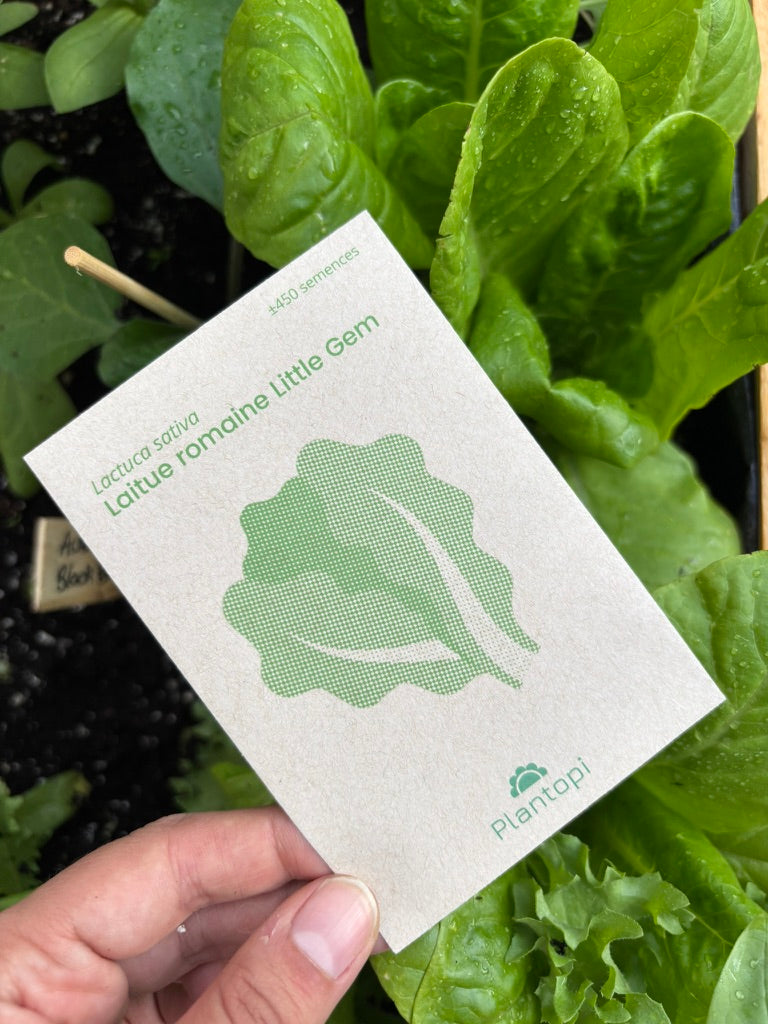 Sachet et laitue little Gem