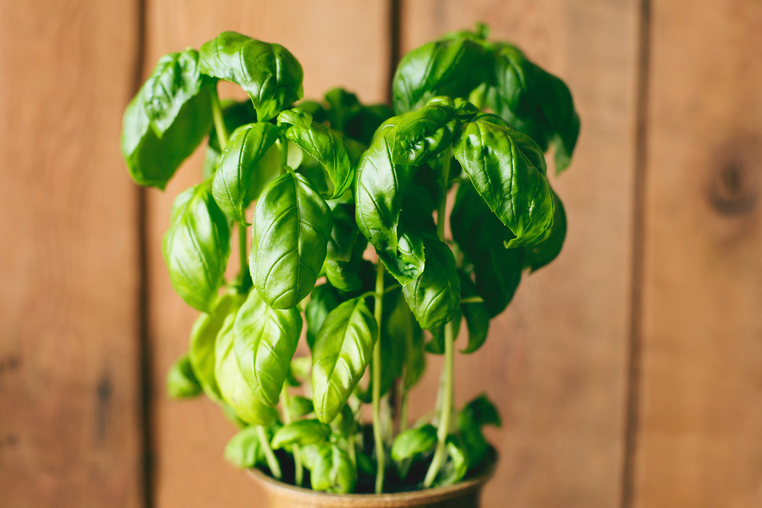 Plant de Basilic frais en pot