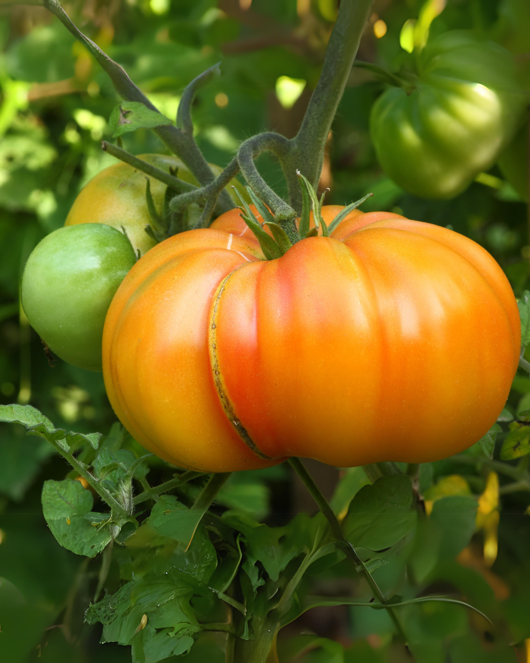 Tomate Amana Orange – Semences
