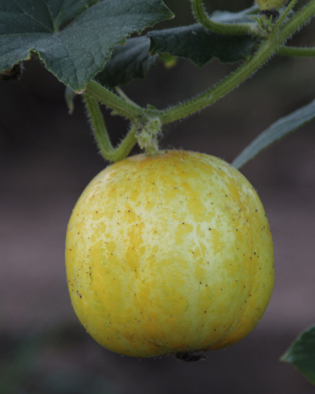 Concombre Crystal Apple