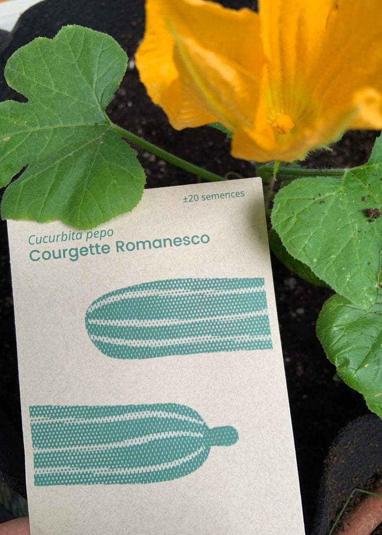 Courgette Romanesco