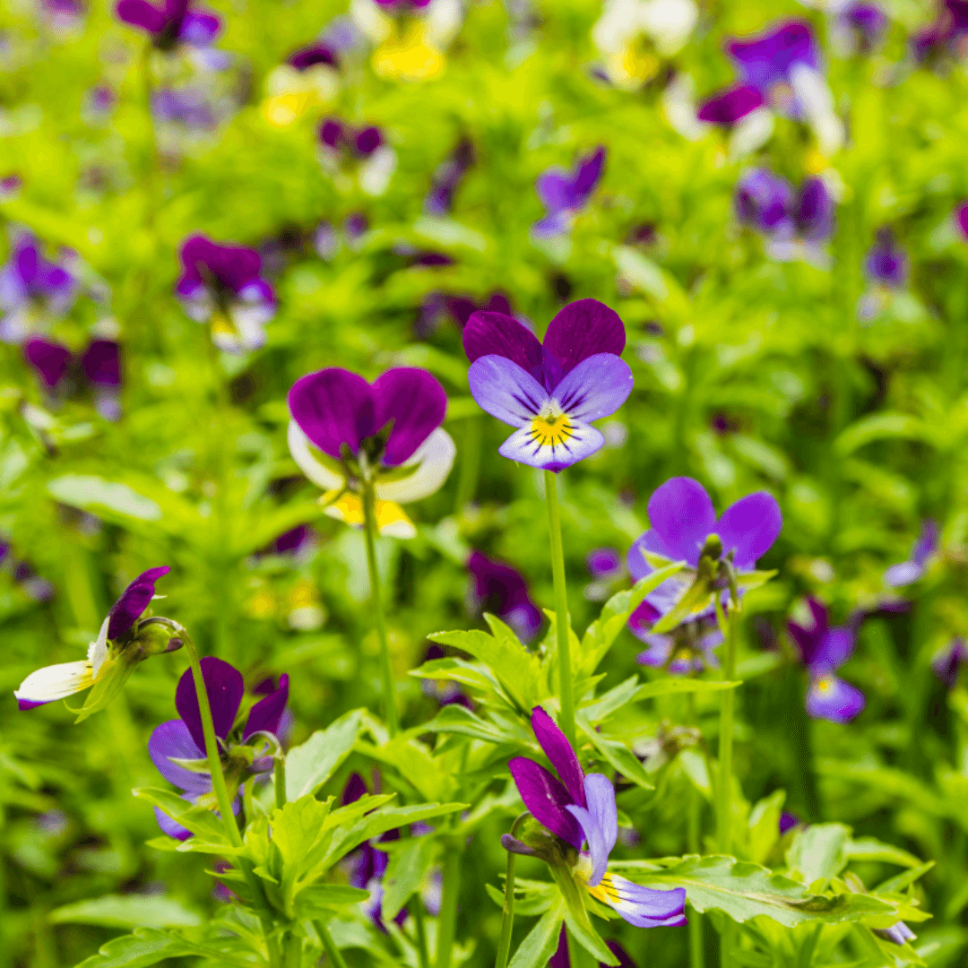 Fleurs de pensées au potager