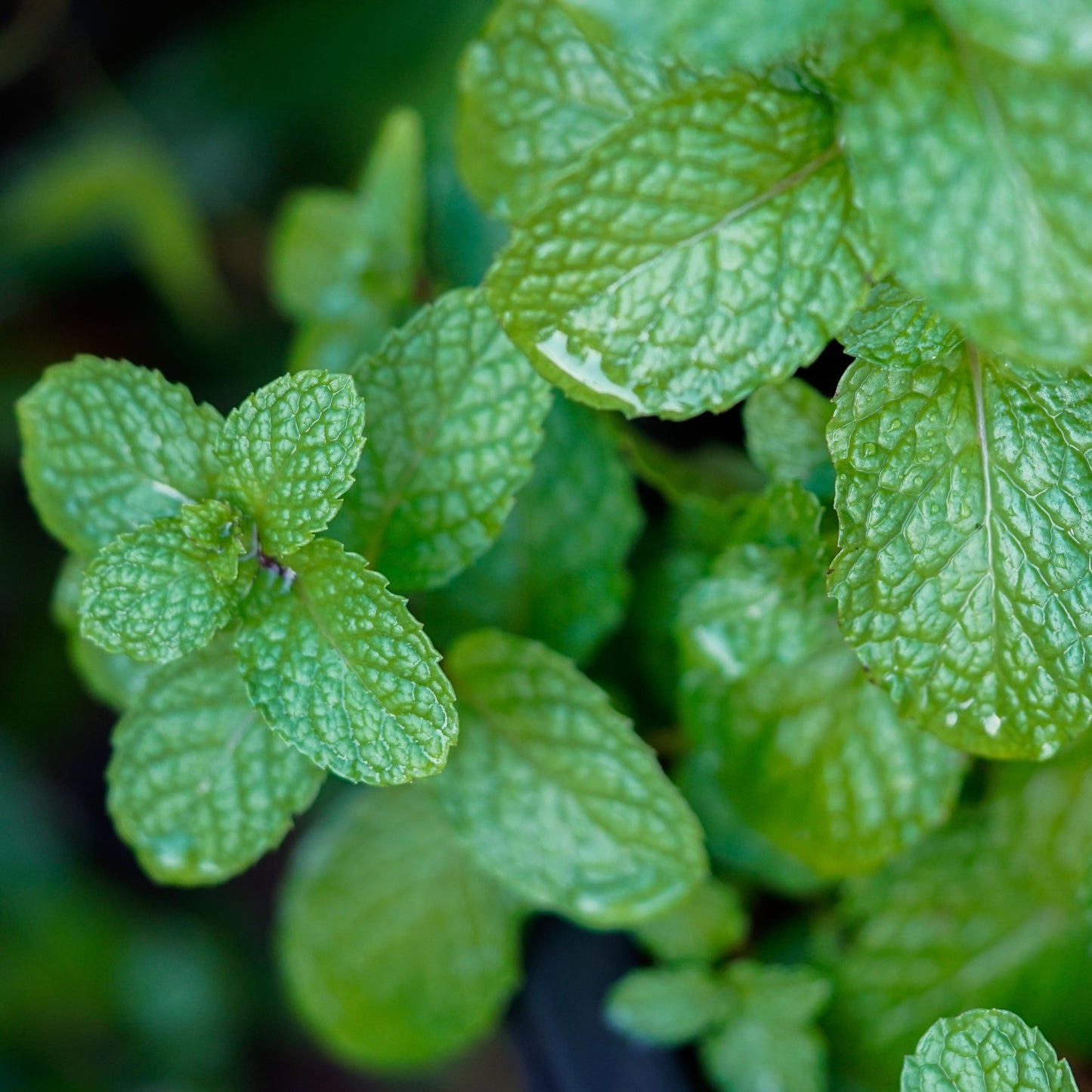 Plant de menthe verte