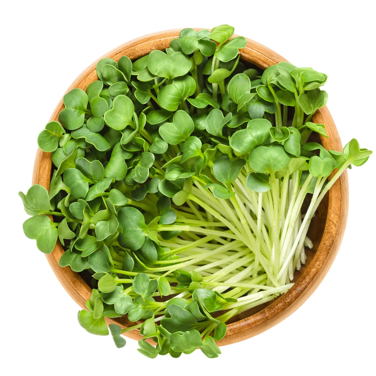 Micropousses de radis Daikon