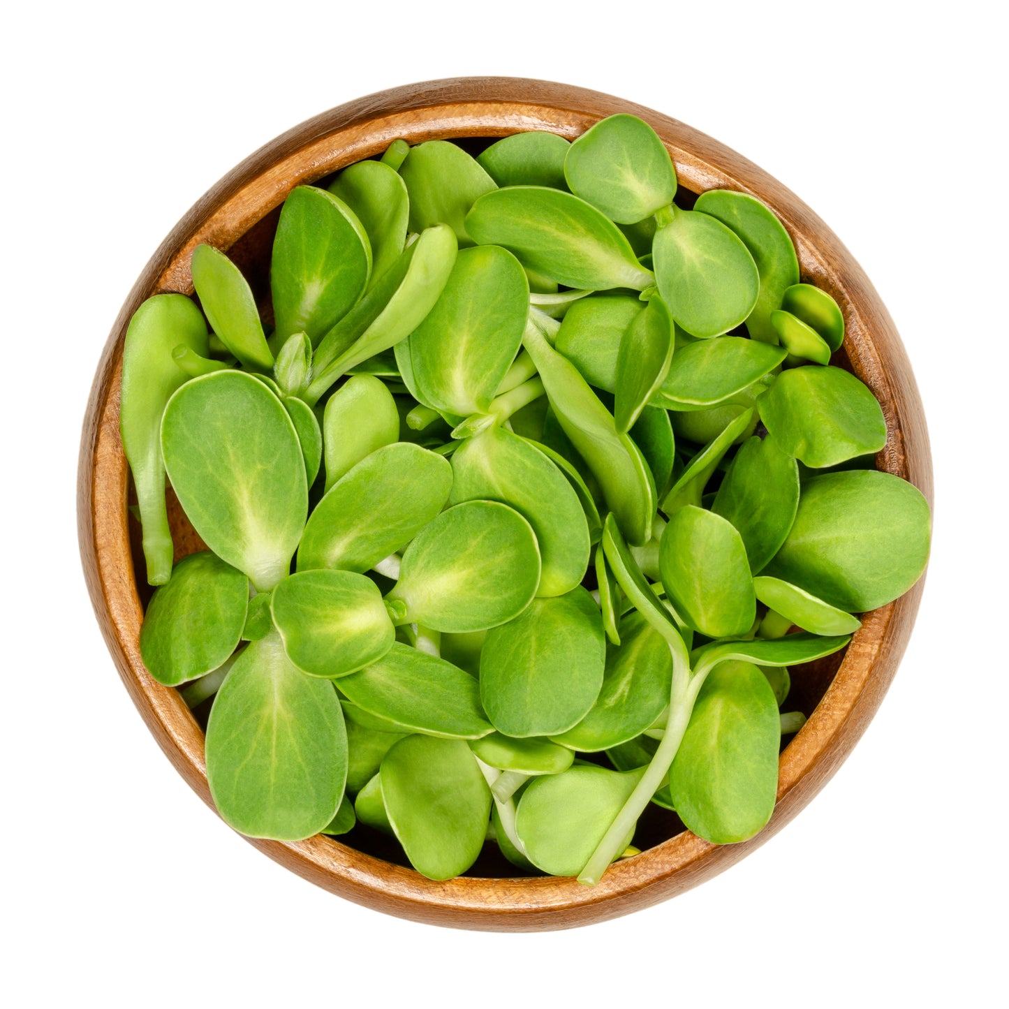 Micropousses de Tournesol