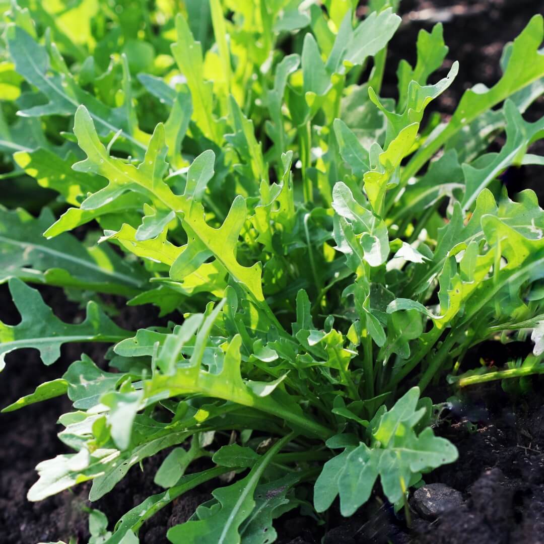 Plant de roquette