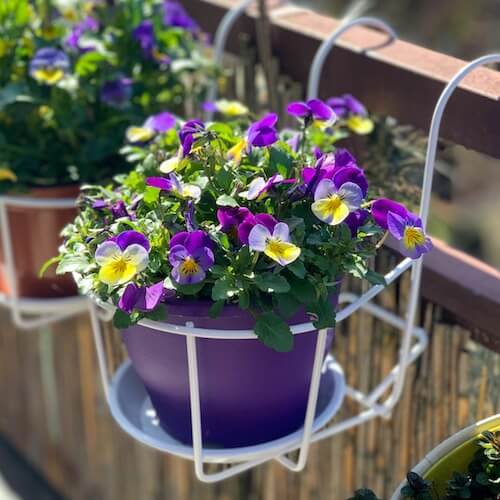 Pot de fleurs de pensées