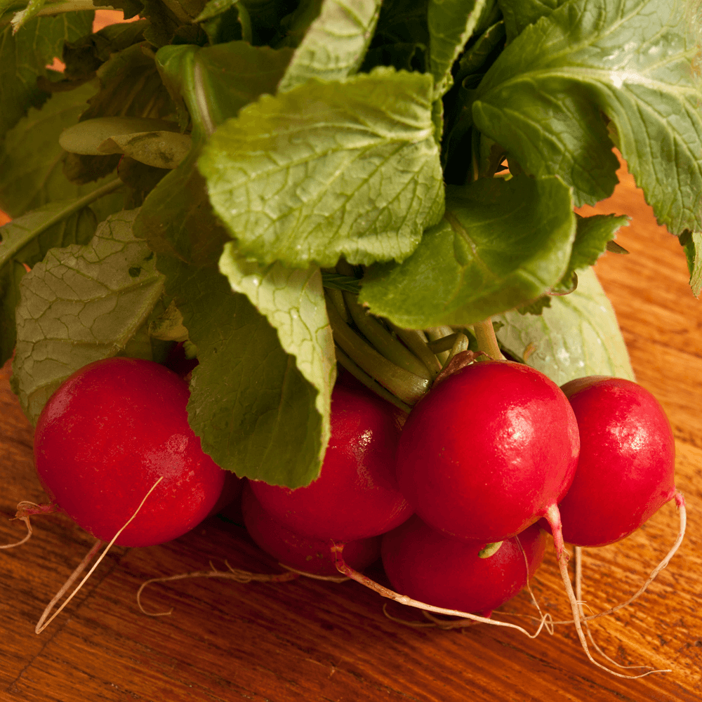 Radis Cherry Belle