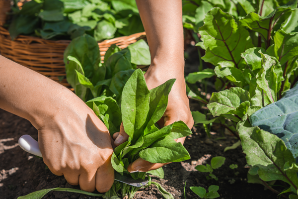 Récolte d'épinards au potager