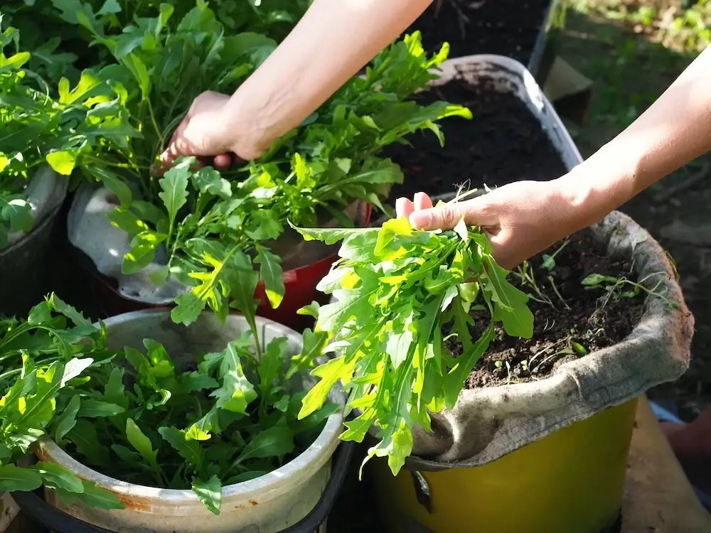 Récolte de Roquette qui pousse en pot