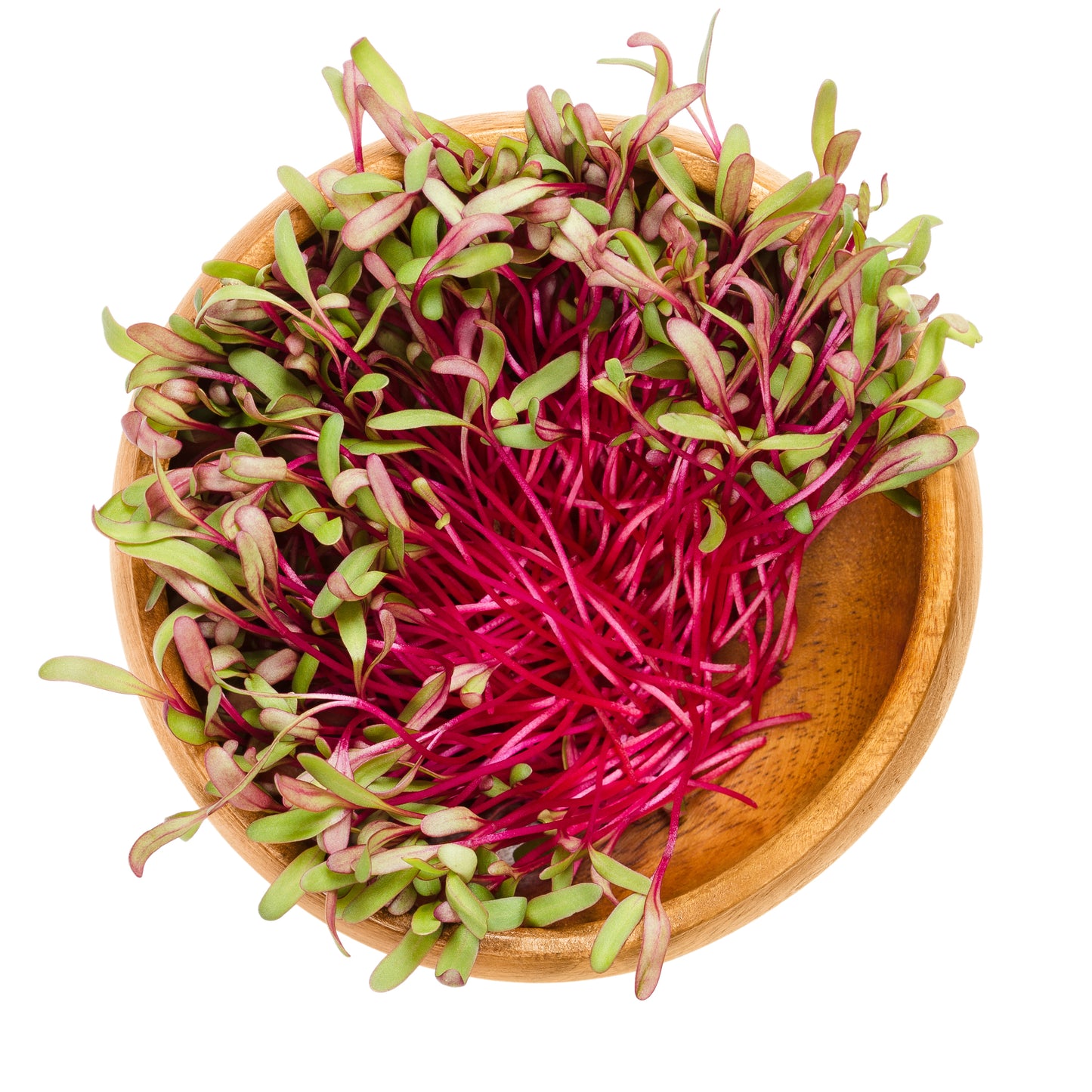 Micropousses de betteraves Ruby
