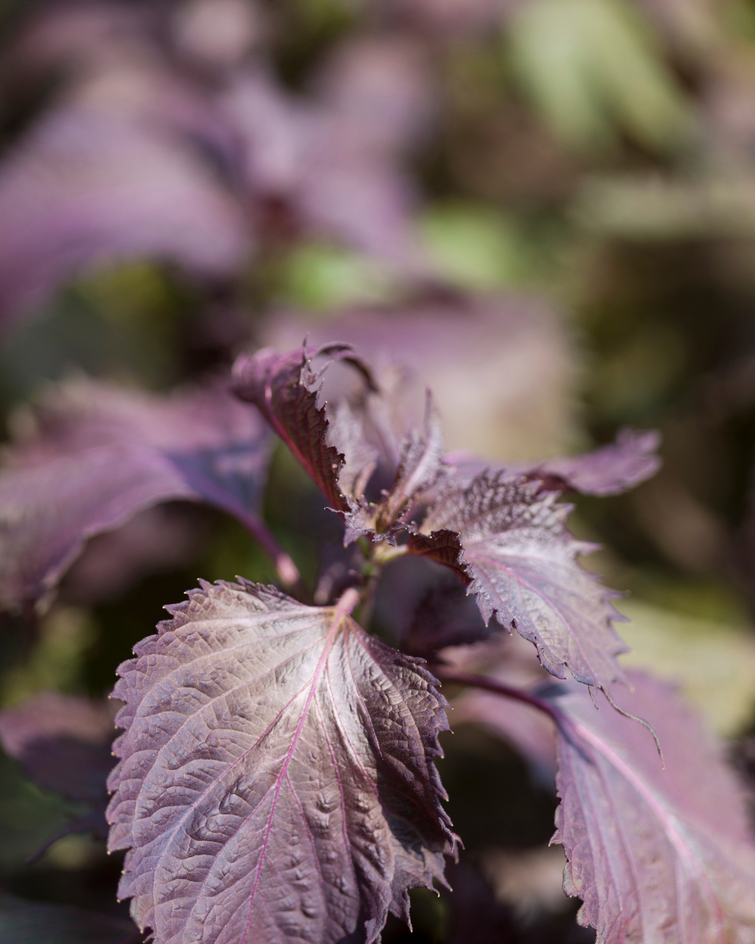 Shiso pourpre