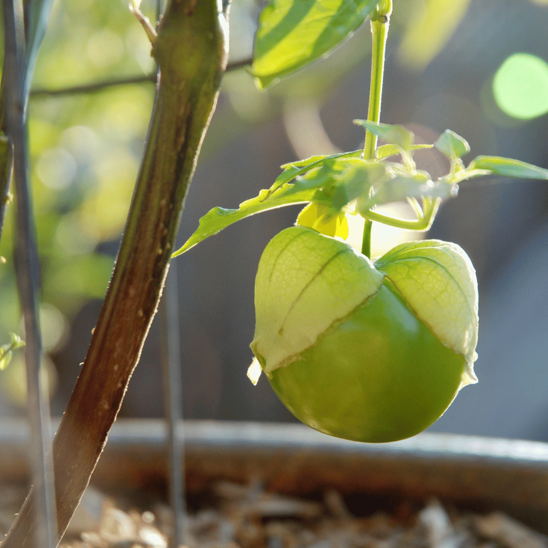 Plant de tomatillo toma verde