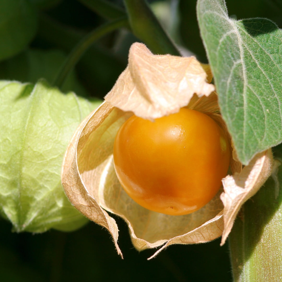 Cerise de terre Cossack pineapple