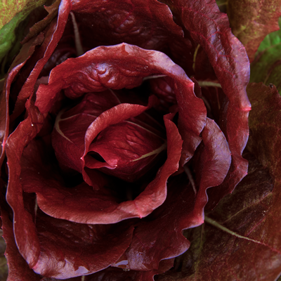 Laitue romaine rouge d'hiver