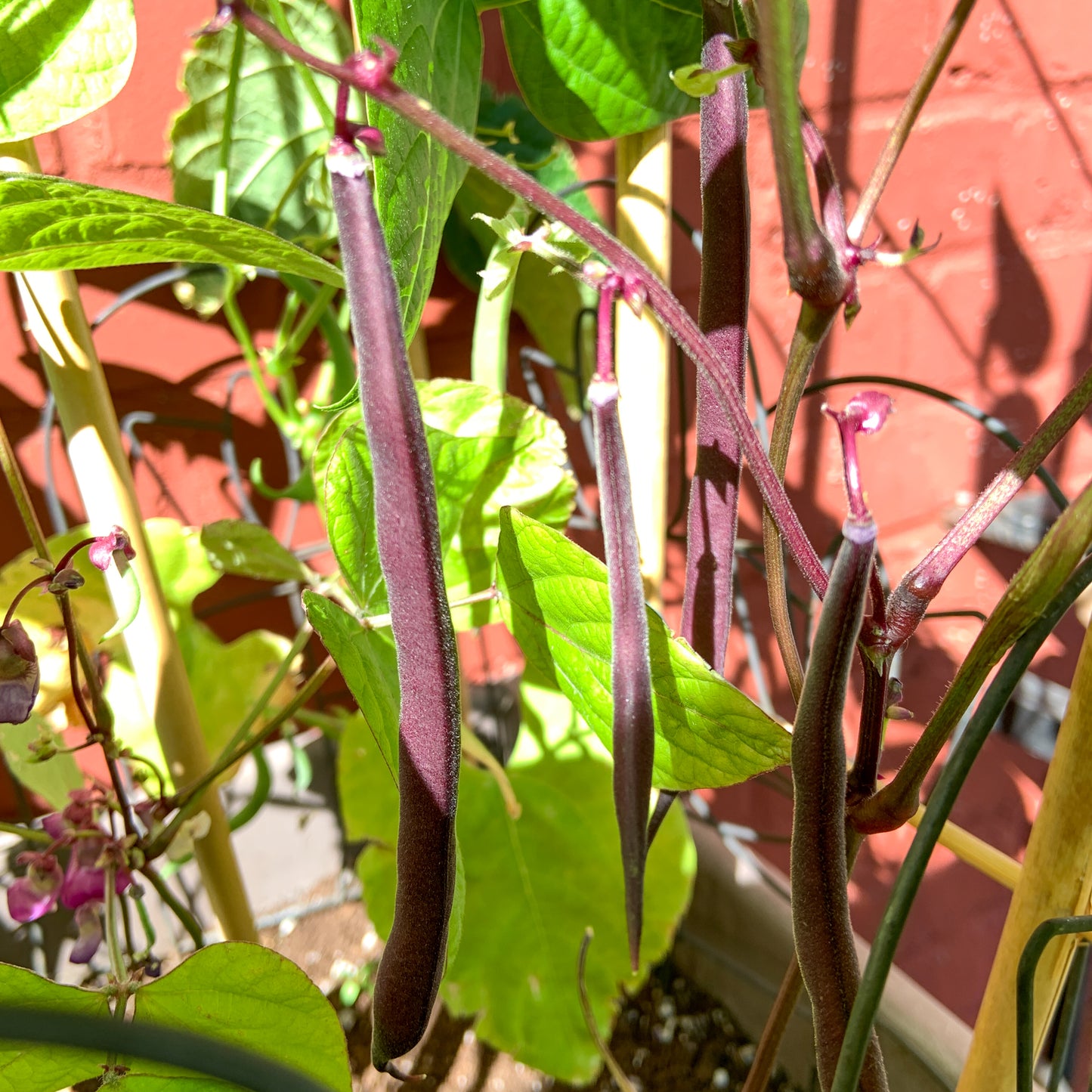 Plant de Haricot Royal Burgundy