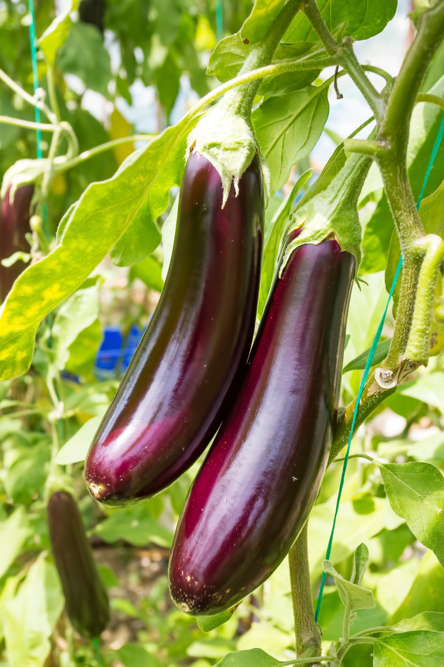 Plant d'aubergine Little Finger
