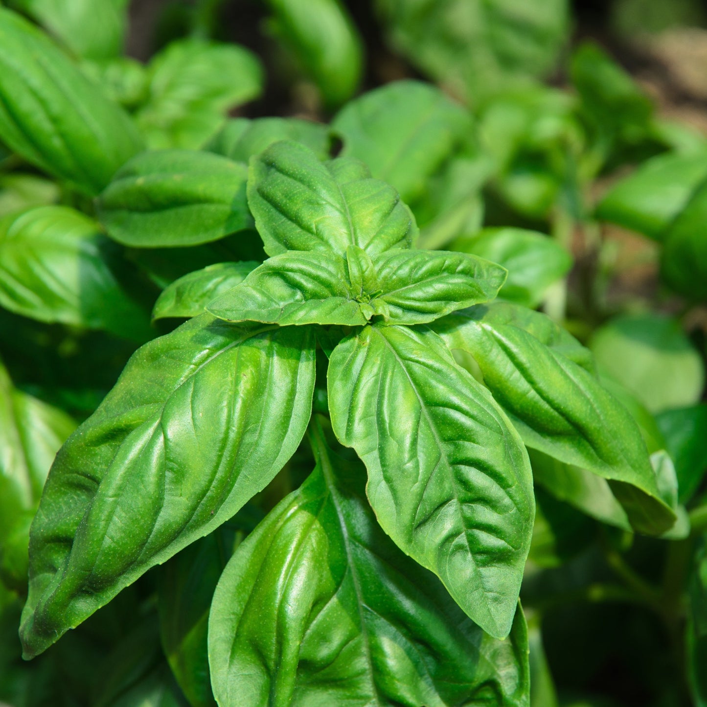 Plant de Basilic Genovese