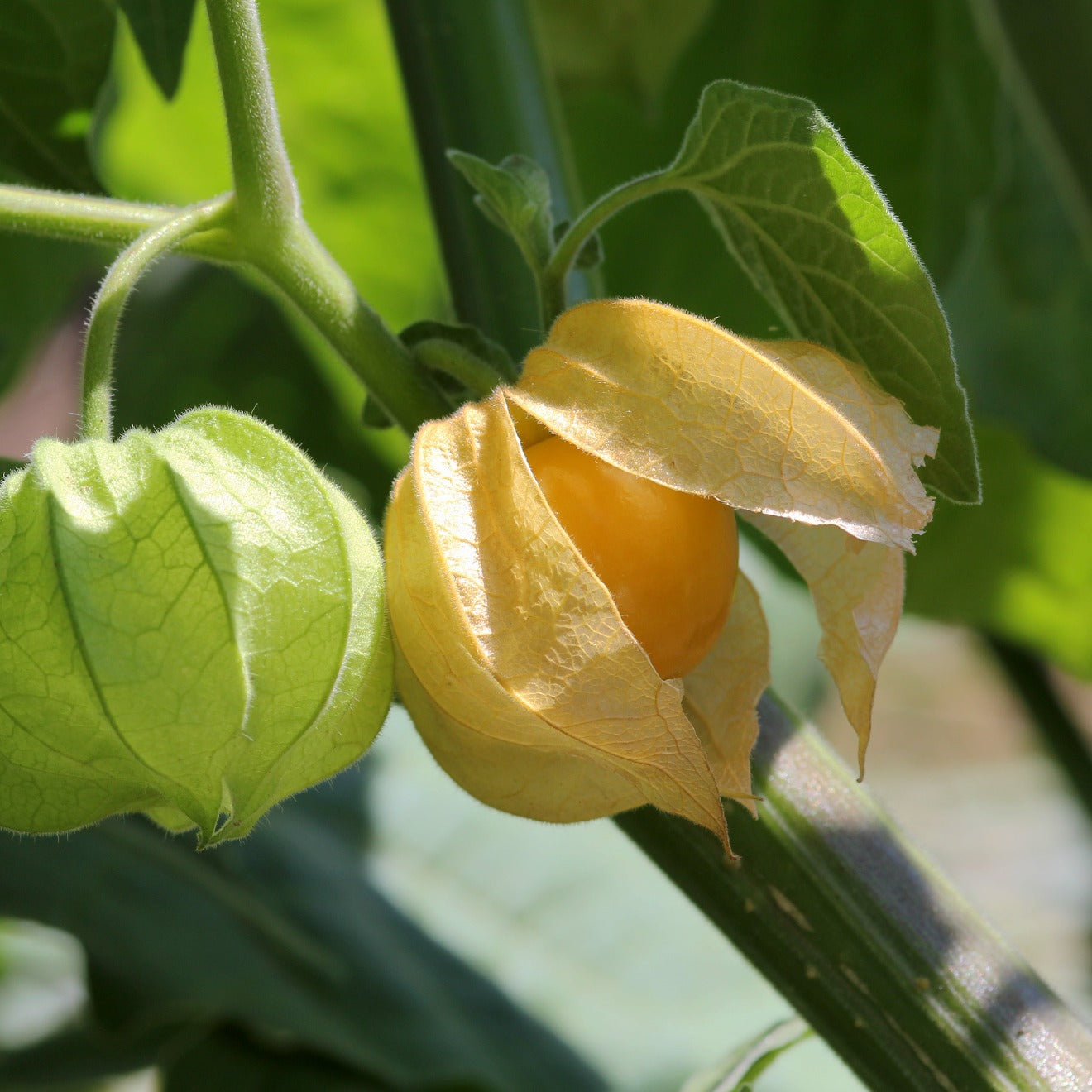 Cerise de terre Golden Husk