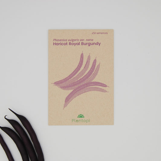 Sachet de semences de Haricot Royal Burgundy