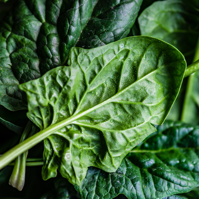 Épinard Giant Winter