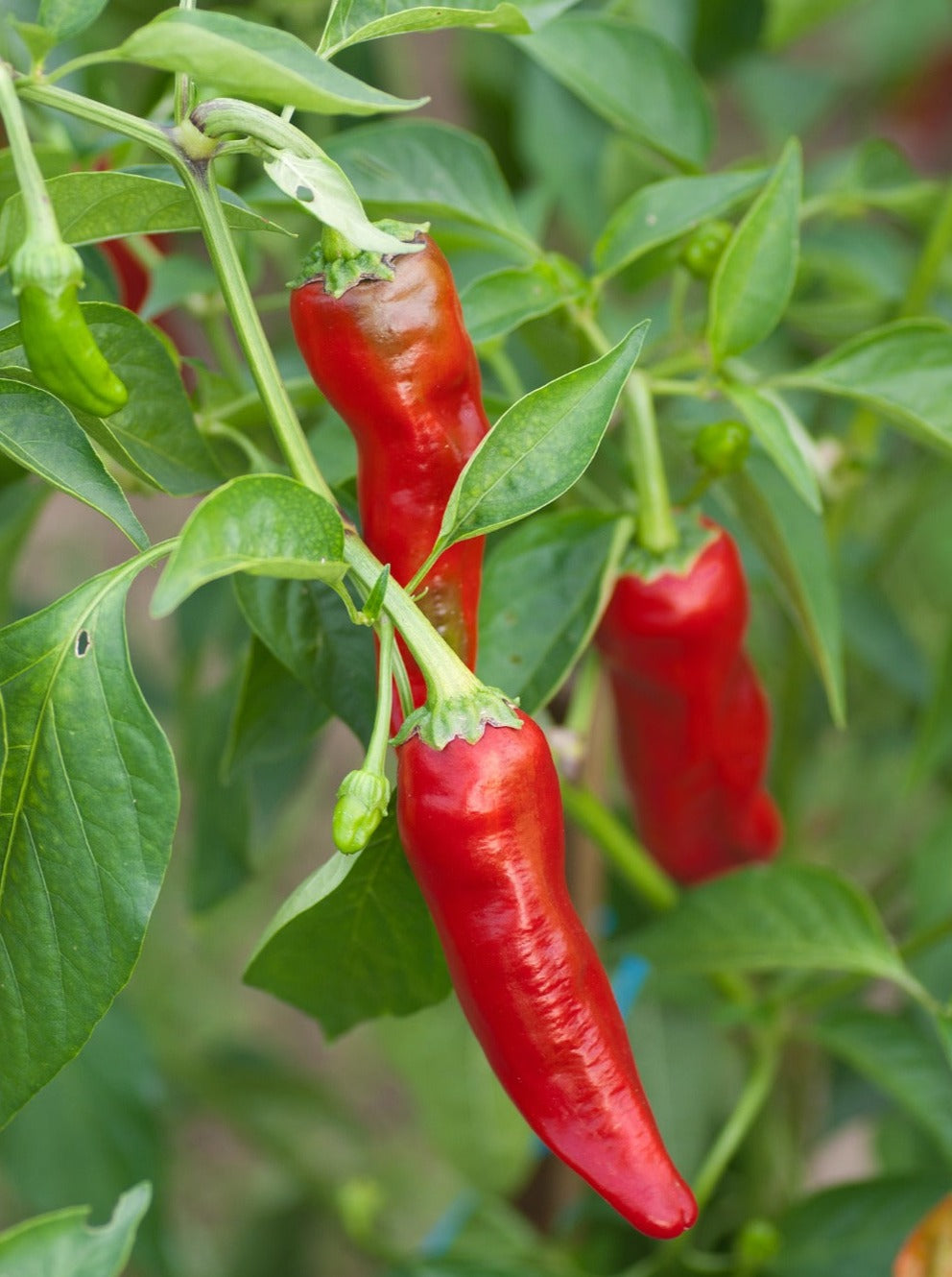 Plant de Piment Paprika