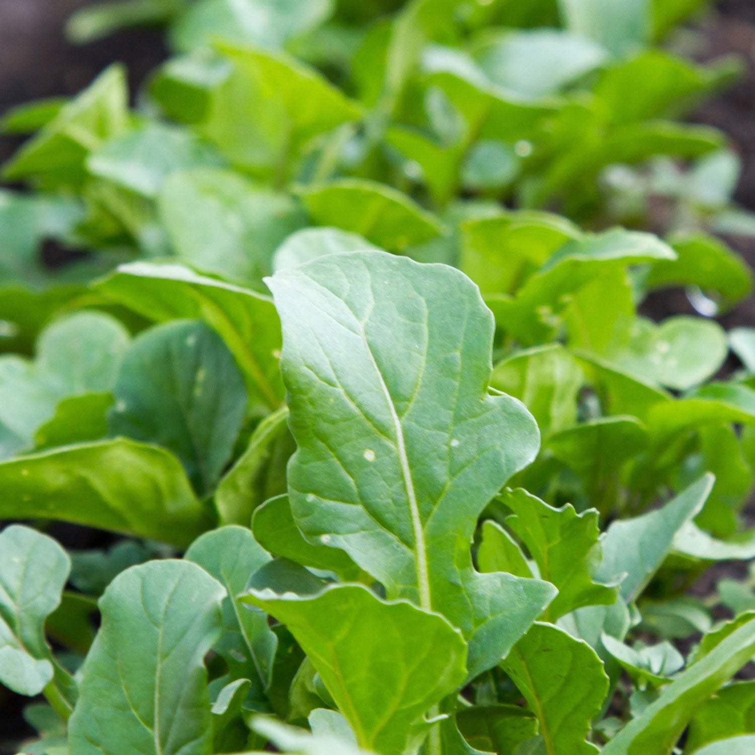 Roquette de jardin