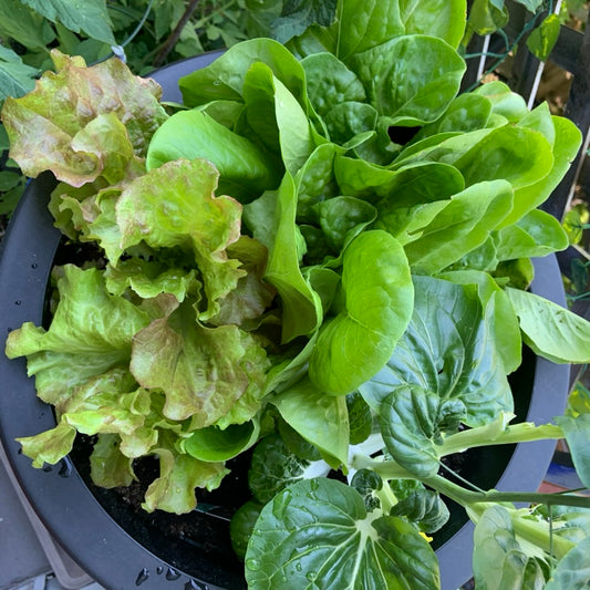 Salade qui pousse à l'ombre