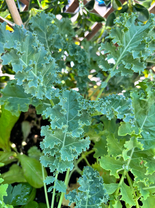 Plant de chou Kale semé en août