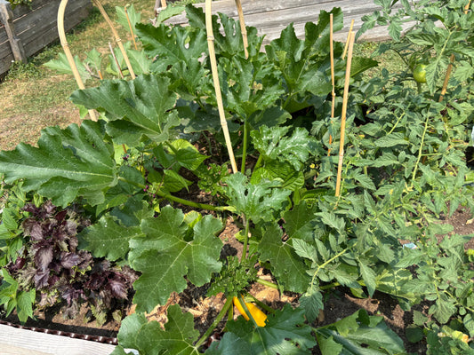 Potager en bac pour débuter