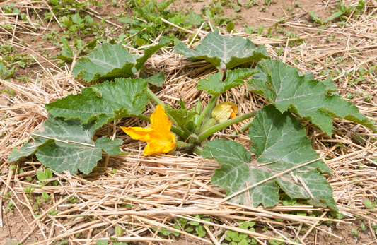 Comment pailler son potager