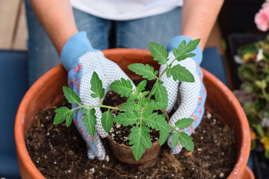 Transplantation d'un plant de tomate 