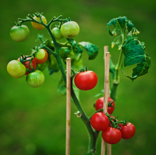 L'art du tuteurage : donner de la hauteur à vos tomates et concombres