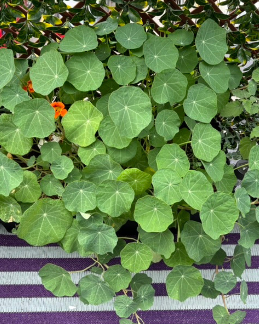 Capucine Jewel - Semences